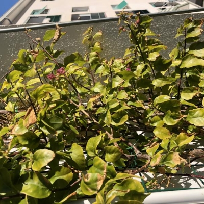 Bougainvillea: foglie con punte secche, come mai?