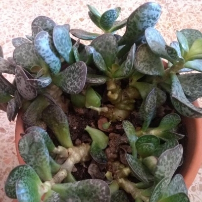 Adromischus alstonii perde foglie: come mai?