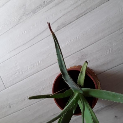 Aloe con foglie secche in punta: come mai?