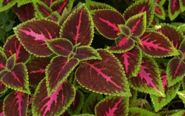 Coleus