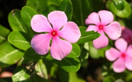 Pervinca