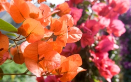 Bougainvillea