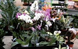 Orchidee