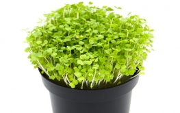 Semi per microgreen di rucola coltivata