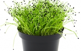 Semi per microgreen di porro