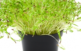 Semi per microgreen di finocchio