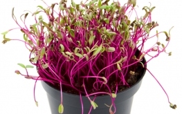 Semi per microgreen di bieta rossa