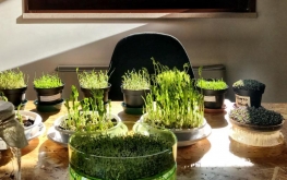 Semi di microgreens in produzione