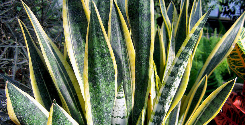 Sansevieria - Pianta grassa da appartamento