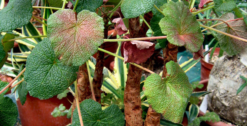 Pelargoni succulenti: coltivazione e varietà