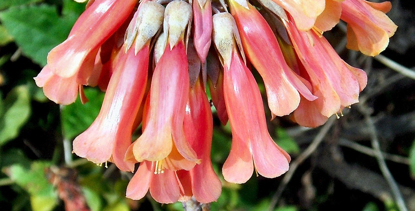 Kalanchoe e Bryophyllum - Caratteristiche e Varietà