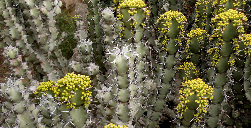 Le euforbie succulenti: le piante grasse che somigliano ai cactus