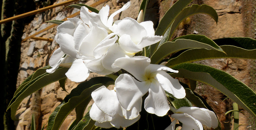 Pachypodium: piante grasse spinose dal tronco rigonfio