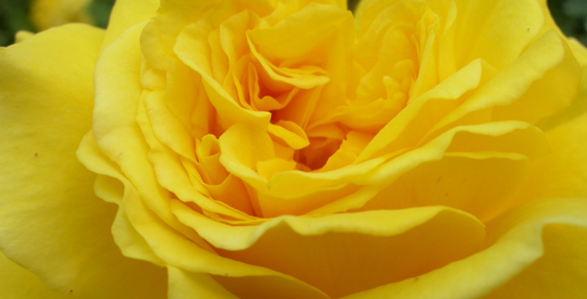 Le rose a cespuglio: ecco la Gina Lollobrigida