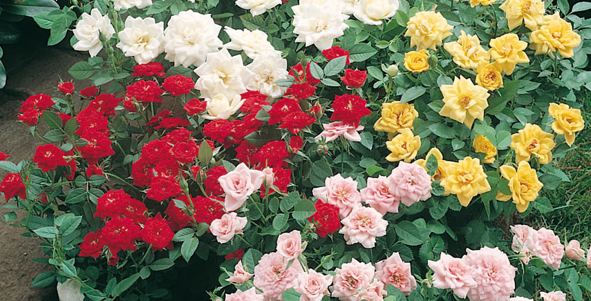Come coltivare le rose e perché piantarle nel vostro giardino