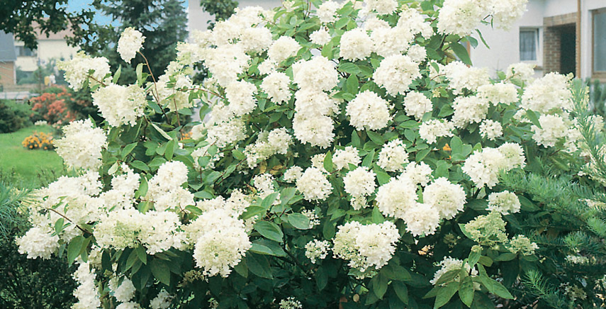 Le assetatissime ortensie Hydrangea: come annaffiarle in modo giusto