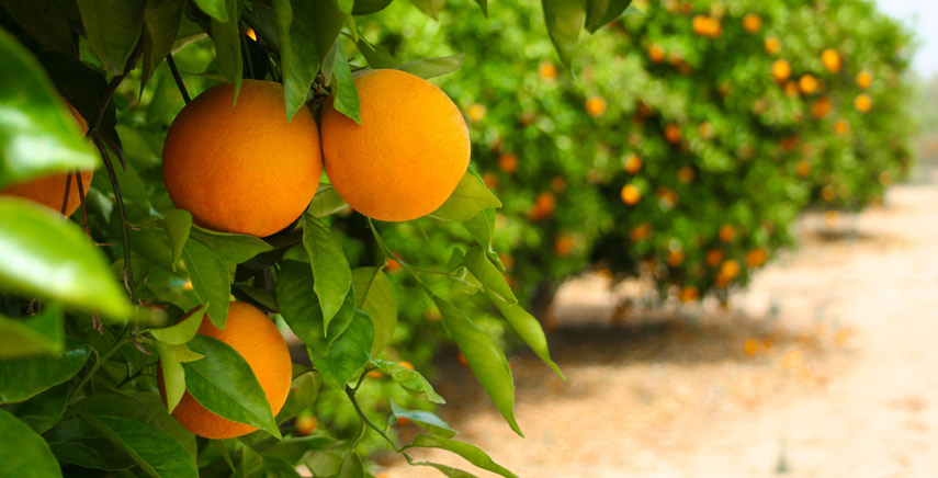 Agrumi resistenti al freddo - Piante in piena terra e siepi di agrumi