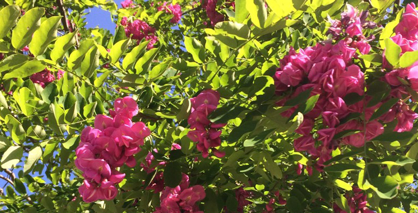 Acacia Casque Rouge: fiori rosa tra le nuvole