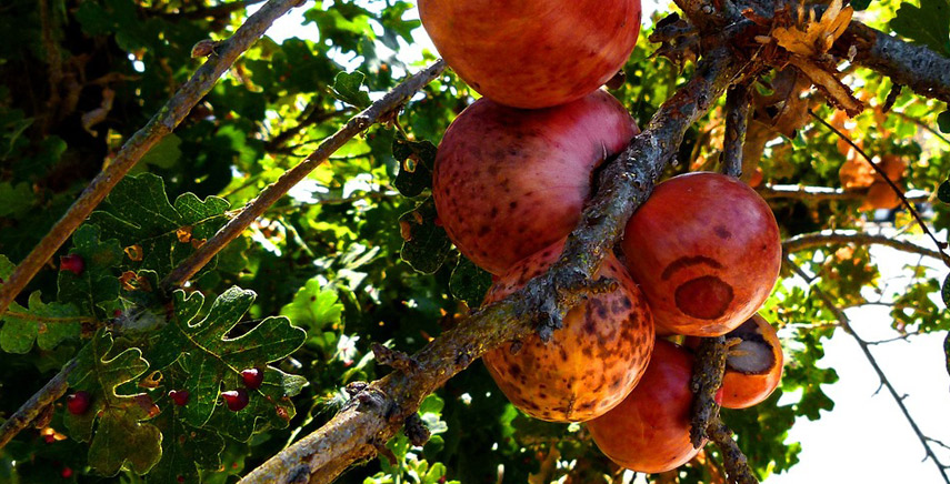 Gli alberi da frutto dimenticati del Friuli-Venezia-Giulia