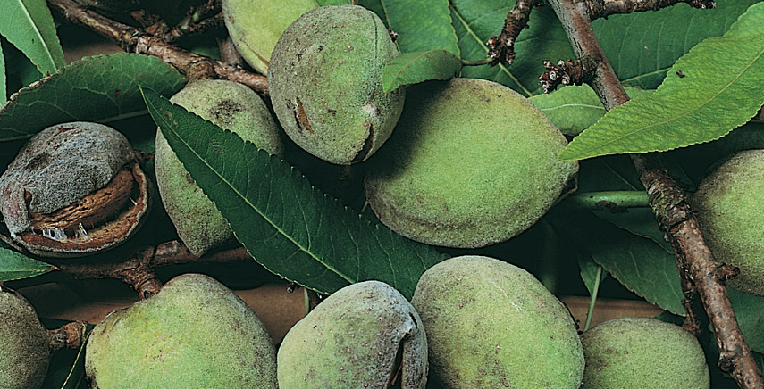 Come è fatto un seme delle piante da frutto?