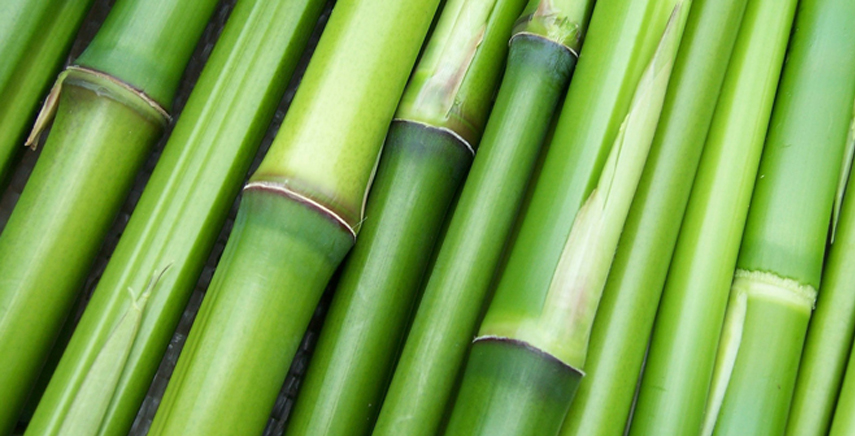 Come si utilizza la pianta di bambù?
