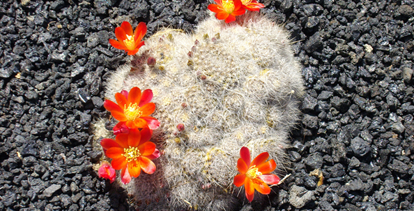 Viaggio naturalistico alle Canarie: Lanzarote