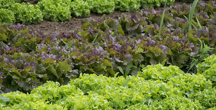 Orto Biologico - Guida e Consigli