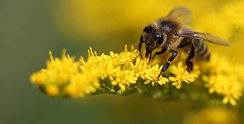Save the Bees! Ecco perchè salvare le api