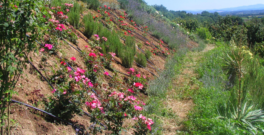 Progettare Giardini: quali sono gli accorgimenti estetici?