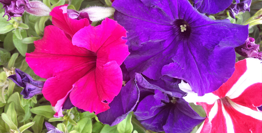 Il ruolo delle stagioni in un giardino