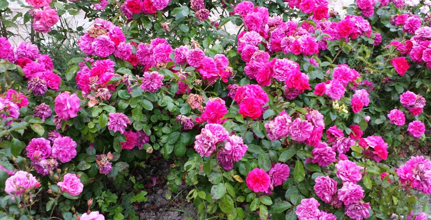 Aiuole fiorite: ecco come creare un giardino armonioso giocando con i colori