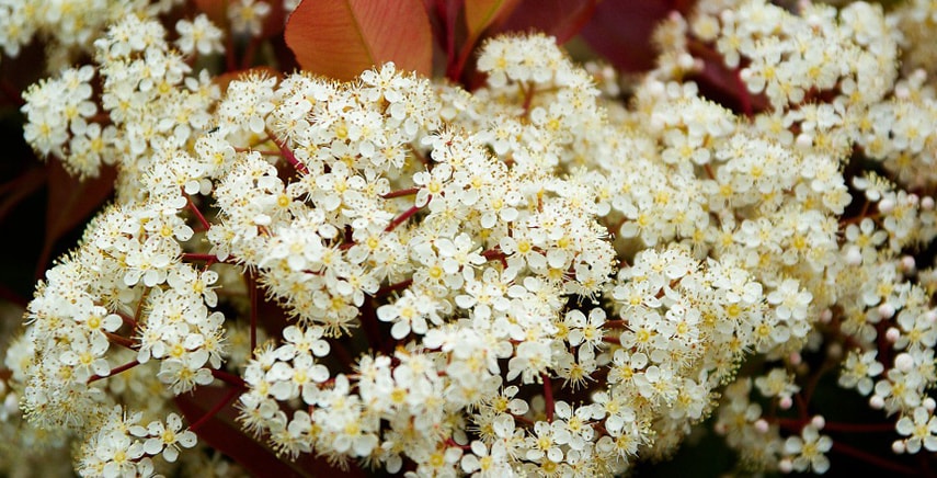 Belle, colorate e velenose: Photinia Red Robin, Viburnum Tinus, Laurocerasus