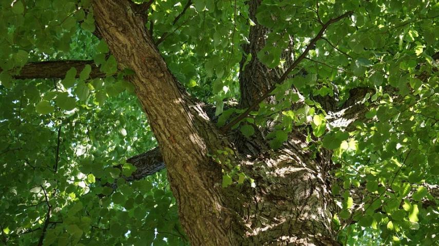 Quali alberi mettere a dimora nel nostro giardino per evitare allergie?