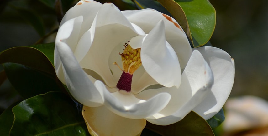 Magnolia Grandiflora 'Gallissonnière' o ‘Gallisoniensis’