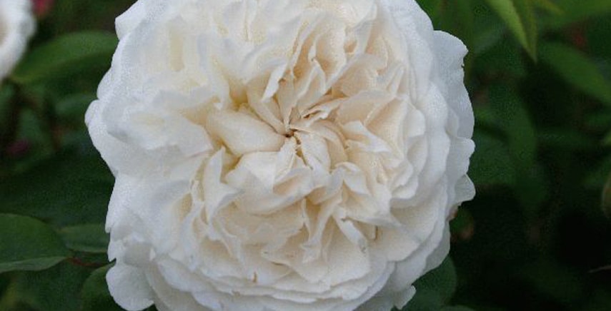 Le Rose inglesi: la Rosa 'Winchester Cathedral' di David Austin