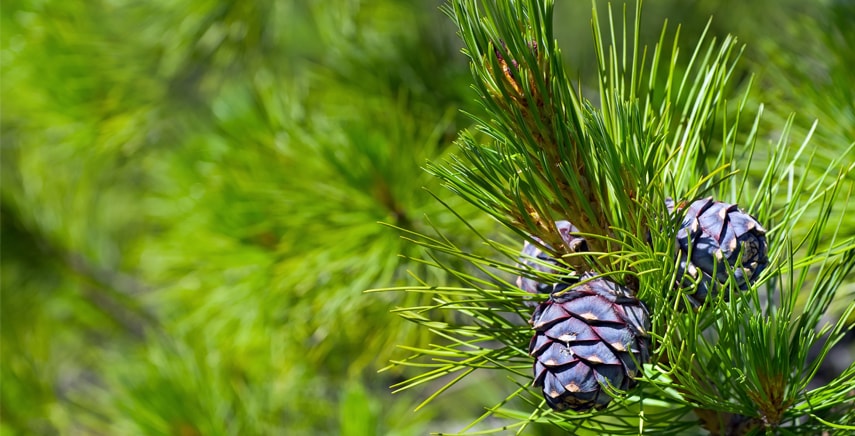 Il Cedrus Atlantica 'Glauca': splendido esemplare di conifera a grande sviluppo