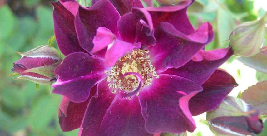 Rosa 'Cardinal Hume®': una rosa a cespuglio dalle sfumature porpora, lilla e rosa scuro