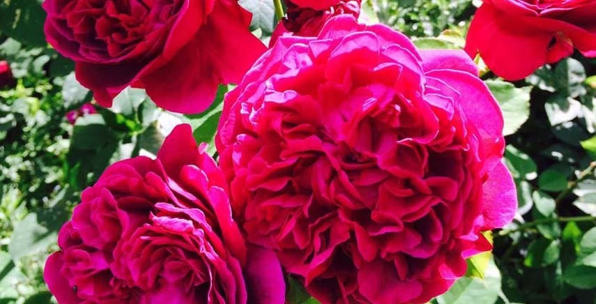 Rosa rossa 'William Shakespeare 2000' - Caratteristiche