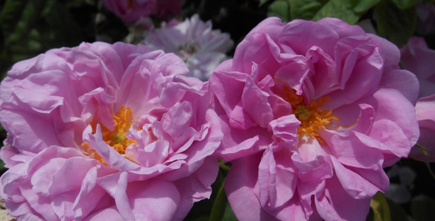 La Rosa roxburghii plena e la Rosa Kazanlik