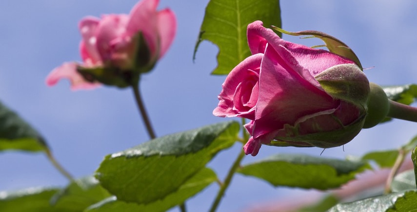 La Potatura delle rose: a cosa serve e come funziona?
