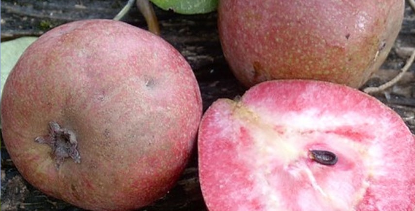 La Pera Cocomerina: scopri i segreti di questa particolare pianta da frutto