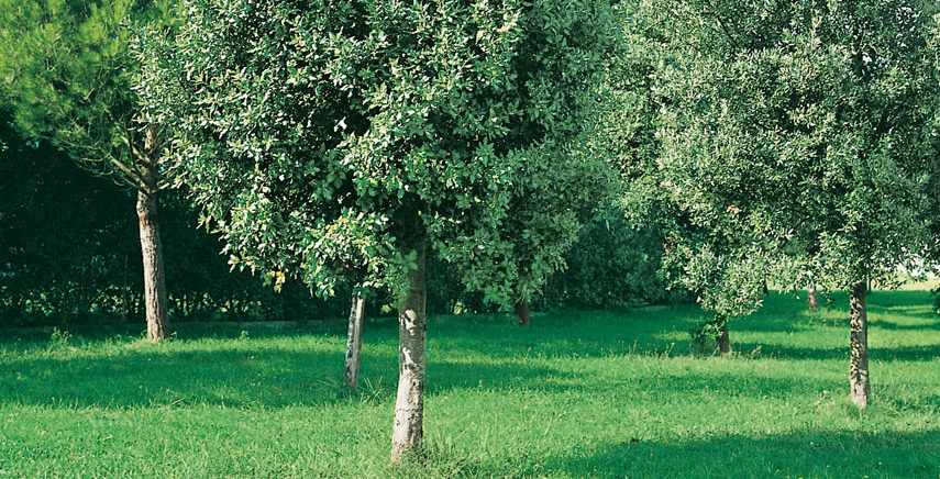 Alberi: ecco quali scegliere per un giardino popolato in poco tempo