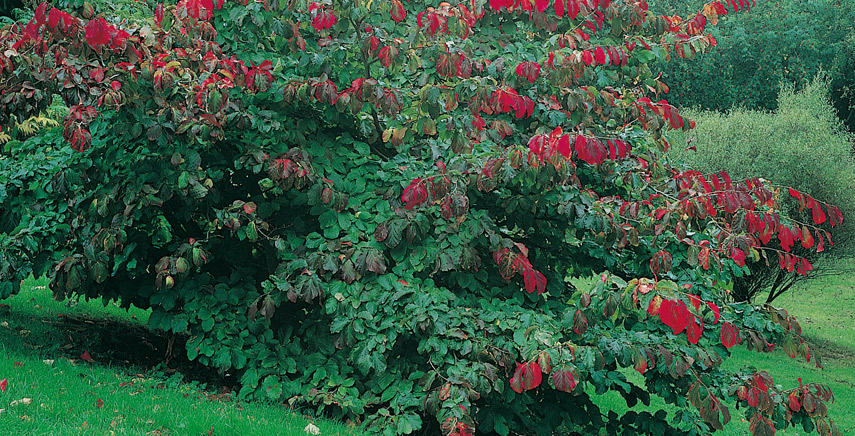 Alberi ornamentali: come scegliere i più suggestivi ed efficaci