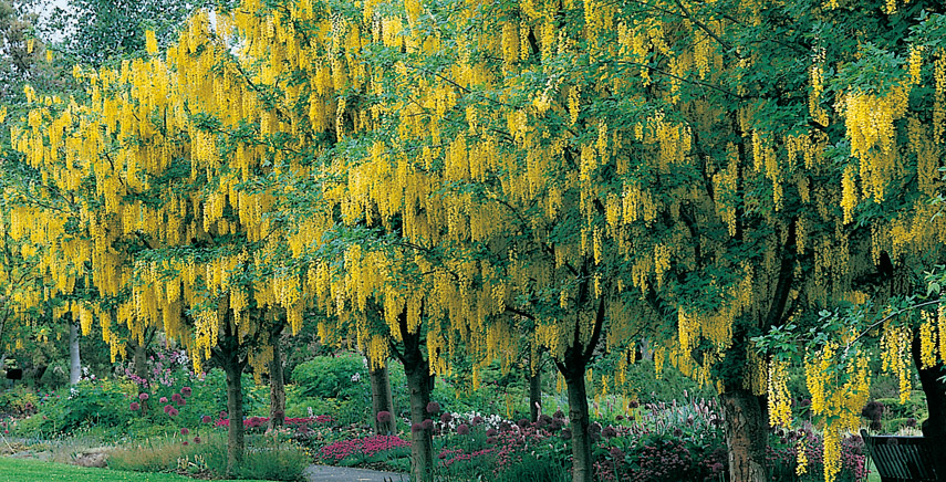 Alberi: scopri quali puoi coltivare nel tuo giardino