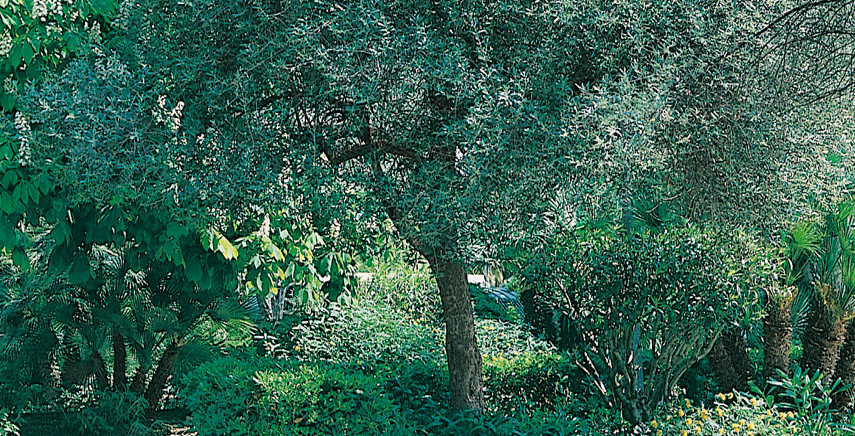 Alberi sempreverdi: ecco le piante da coltivare se vuoi avere un giardino sempre vivace