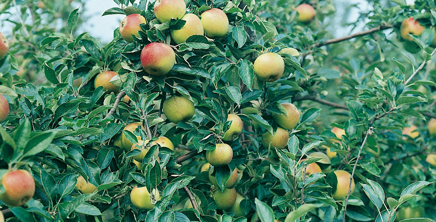 Alberi da frutto: come fare per avere piante non solo ornamentali ma anche molto produttivi