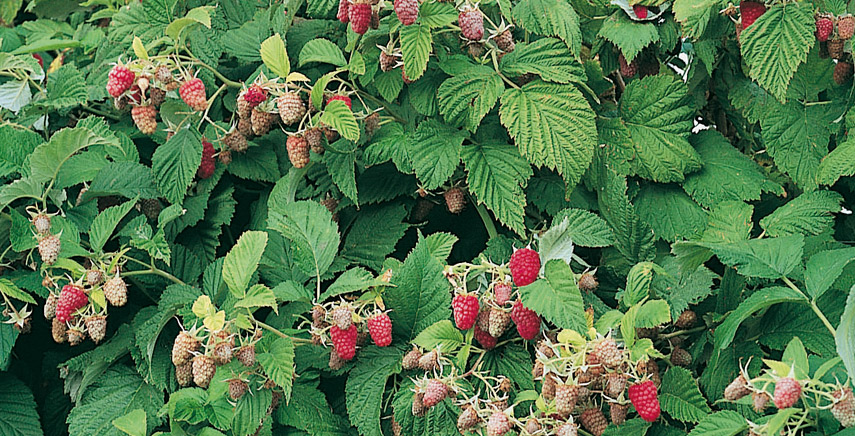 Alberi da frutto: ecco cosa devi sapere prima di piantarli nel tuo giardino