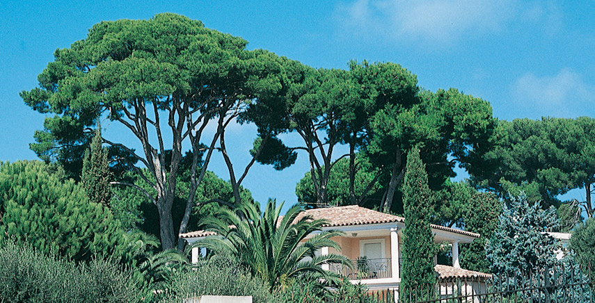 Alberi ornamentali: quali sono le varietà di conifere più coltivate e come si distinguono