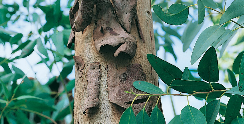 Gli alberi ornamentali sempreverdi Gli alberi ornamentali sempreverdi