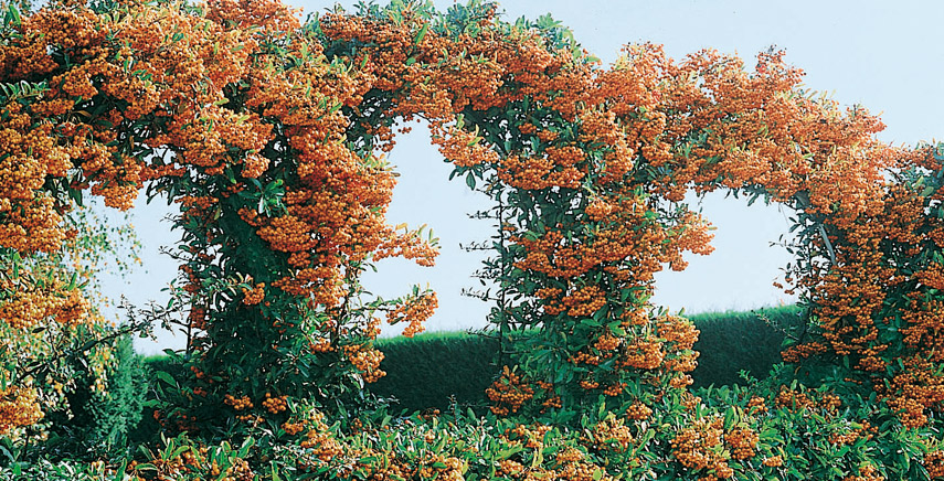 Siepe fiorita profumata: quali scegliere per il tuo giardino?